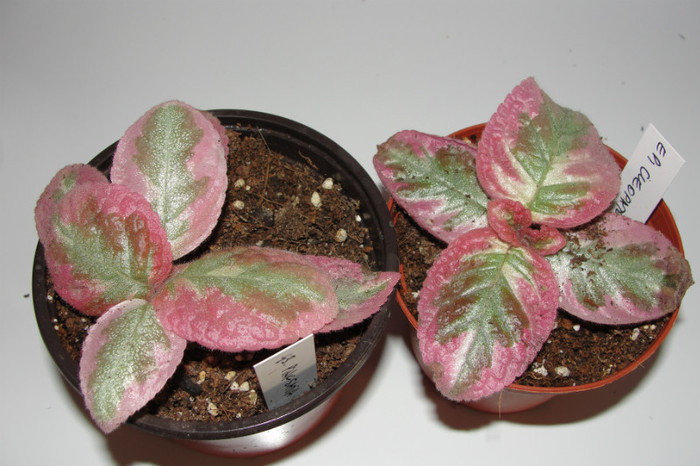 episcia Cleopatra