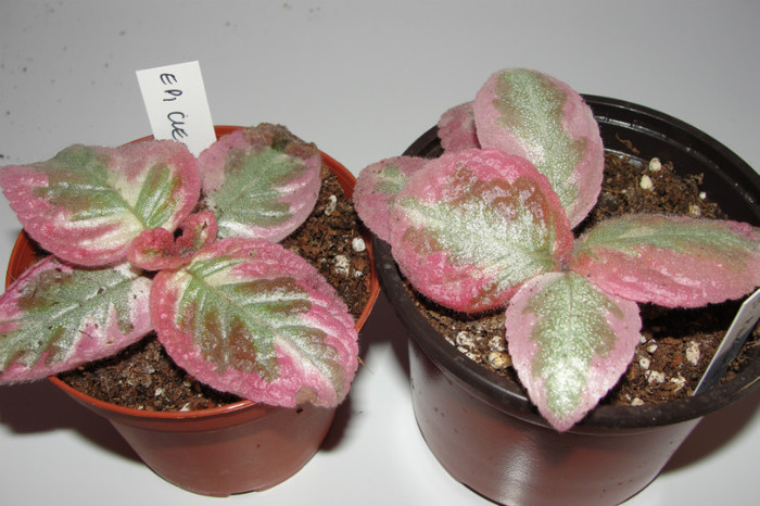 02.10.12 - Episcia Roz