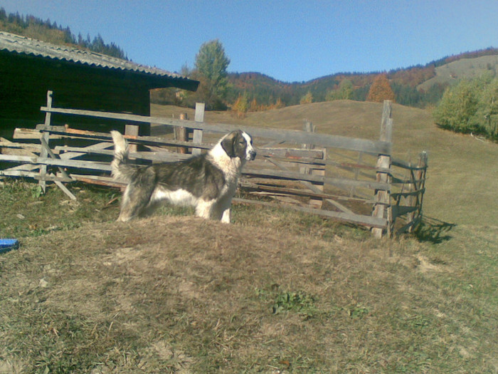 21102012(021) - ciobanesti de bucovina