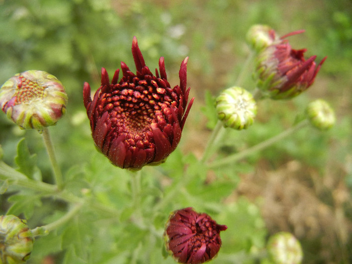 Purple Chrysanthemum (2012, Oct.21)
