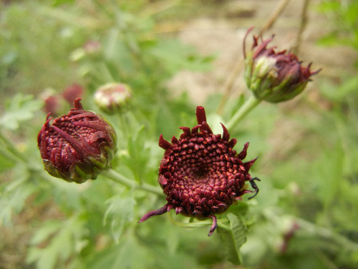 Purple Chrysanthemum (2012, Oct.21)
