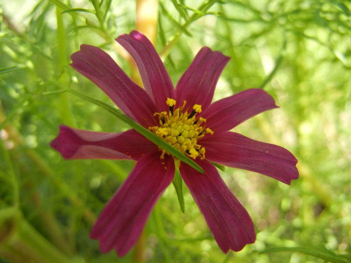 Garden Cosmos Burgundy (2012, Sep.24)