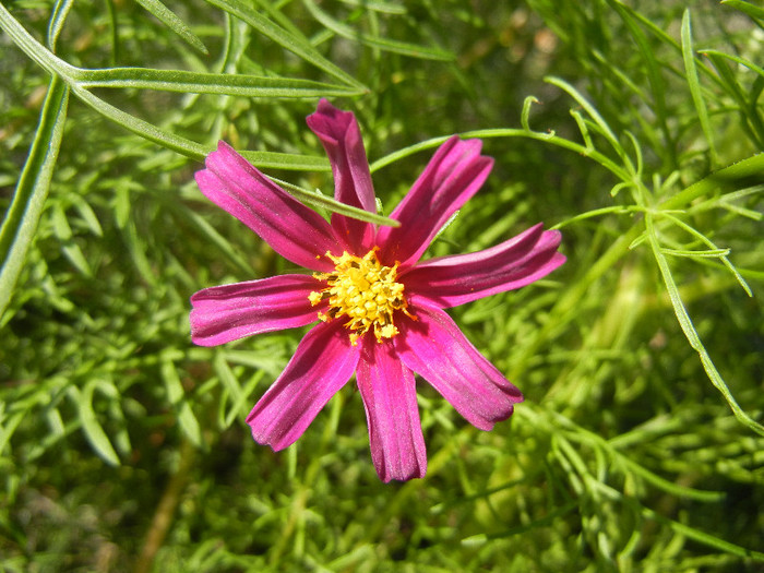 Garden Cosmos Burgundy (2012, Sep.24) - Garden Cosmos Burgundy