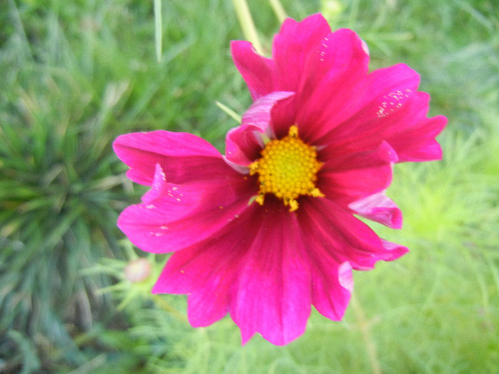 Garden Cosmos Burgundy (2012, Sep.27)