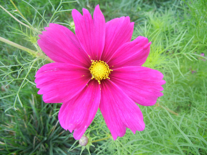 Burgundy Mexican Aster (2012, Sep.28) - Garden Cosmos Burgundy