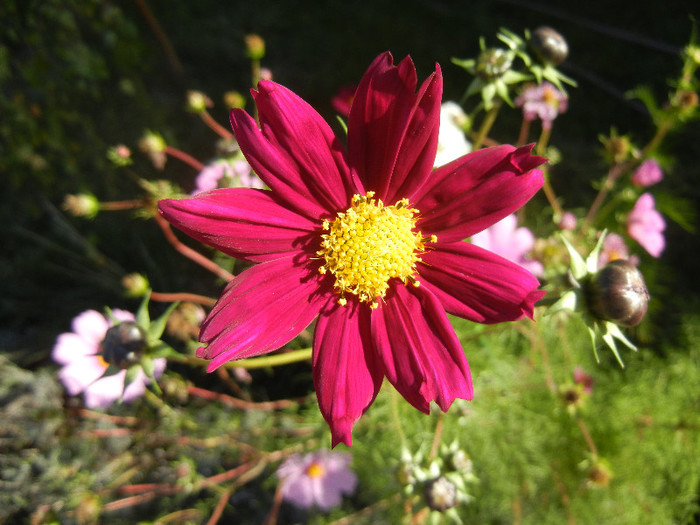 Burgundy Mexican Aster (2012, Oct.18) - Garden Cosmos Burgundy