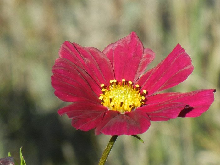 Burgundy Mexican Aster (2012, Oct.18)