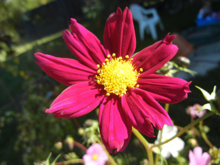 Burgundy Mexican Aster (2012, Oct.18)