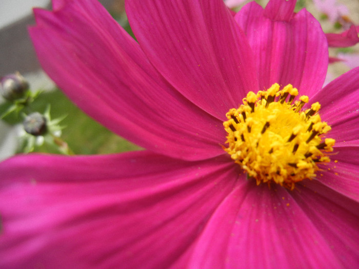 Garden Cosmos Burgundy (2012, Oct.21)