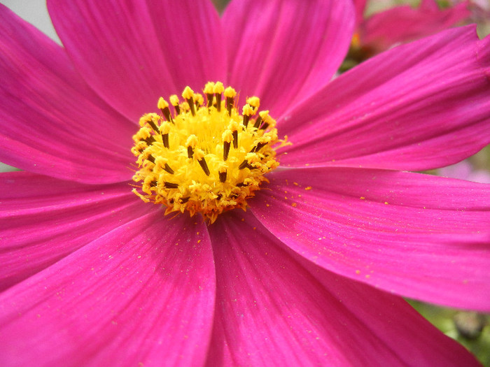 Garden Cosmos Burgundy (2012, Oct.21) - Garden Cosmos Burgundy