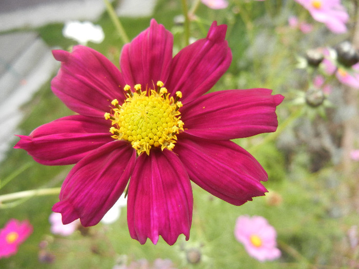 Garden Cosmos Burgundy (2012, Oct.21) - Garden Cosmos Burgundy