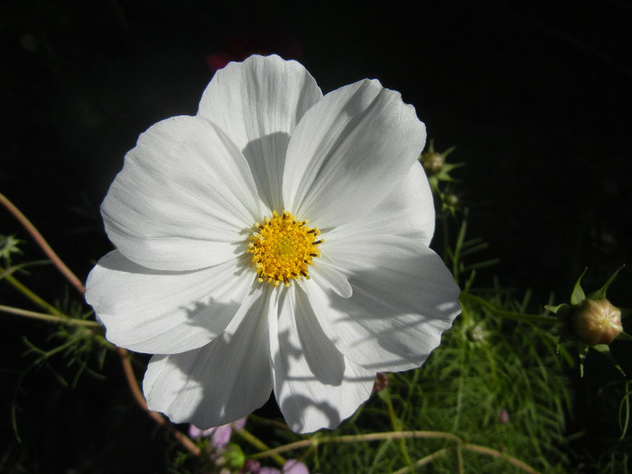 Cosmos bipinnatus White (2012, Oct.18) - Garden Cosmos White