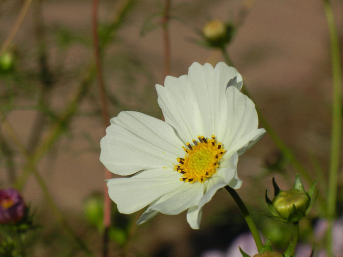 White Mexican Aster (2012, Oct.18) - Garden Cosmos White
