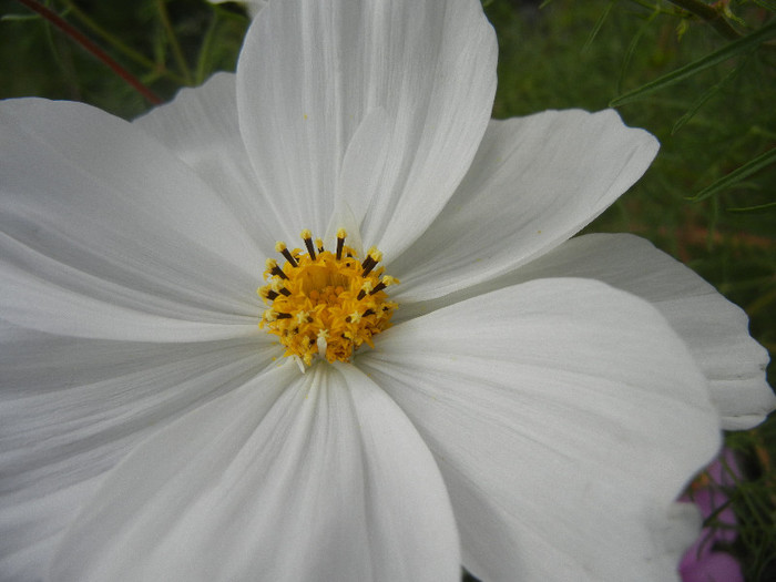 White Mexican Aster (2012, Oct.21) - Garden Cosmos White