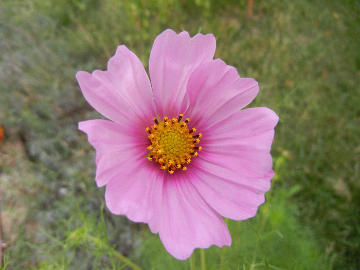 Cosmos bipinnatus Pink (2012, Sep.16) - Garden Cosmos Pink