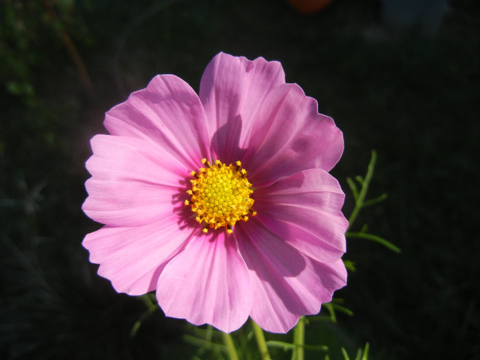 Cosmos bipinnatus Pink (2012, Sep.20) - Garden Cosmos Pink