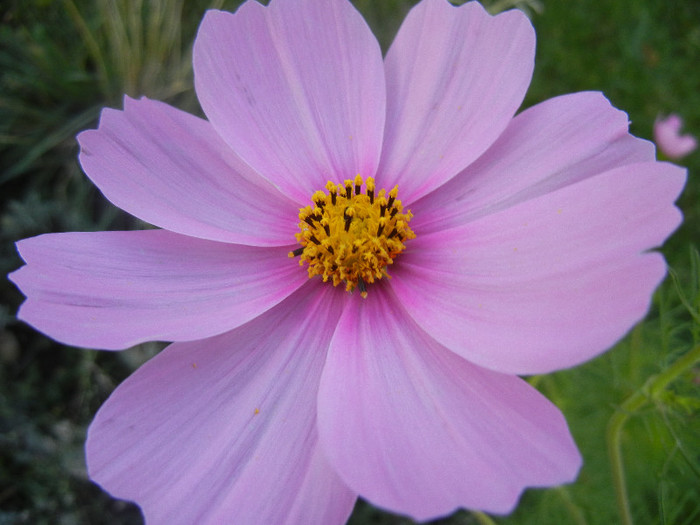 Pink Mexican Aster (2012, Sep.22)