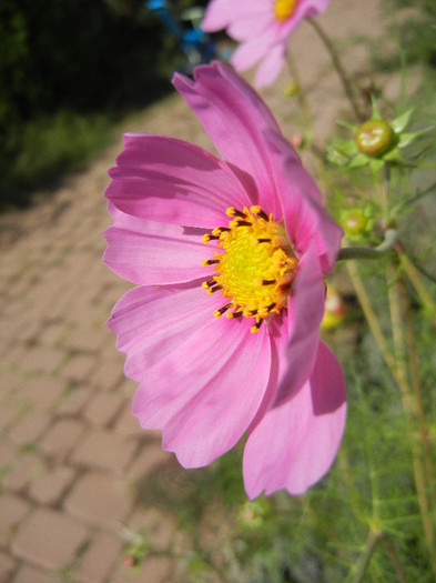 Pink Mexican Aster (2012, Sep.22) - Garden Cosmos Pink