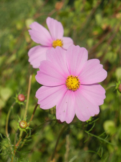 Cosmos bipinnatus Pink (2012, Sep.24) - Garden Cosmos Pink