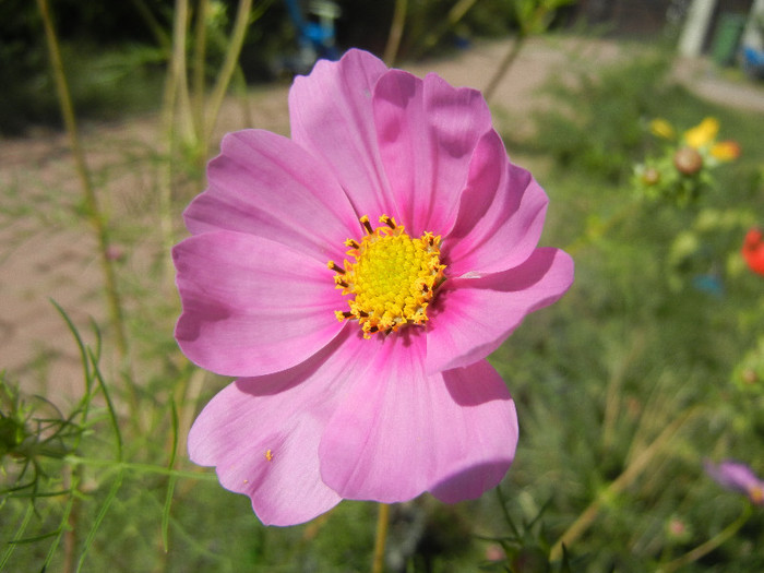 Cosmos bipinnatus Pink (2012, Sep.24) - Garden Cosmos Pink