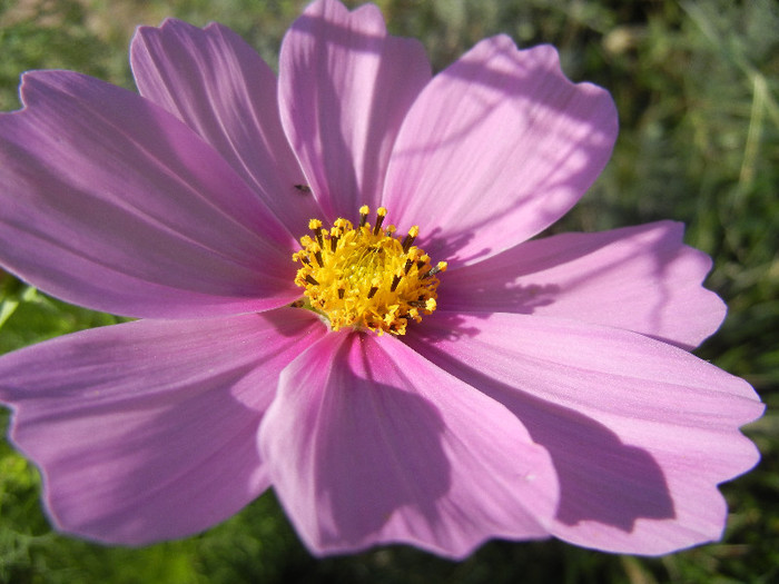 Cosmos bipinnatus Pink (2012, Sep.24) - Garden Cosmos Pink