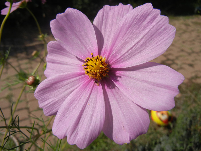 Cosmos bipinnatus Pink (2012, Sep.24) - Garden Cosmos Pink