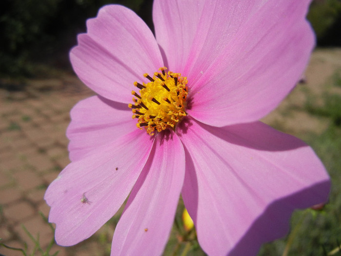 Cosmos bipinnatus Pink (2012, Sep.24) - Garden Cosmos Pink