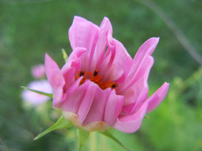 Cosmos bipinnatus Pink (2012, Sep.25) - Garden Cosmos Pink