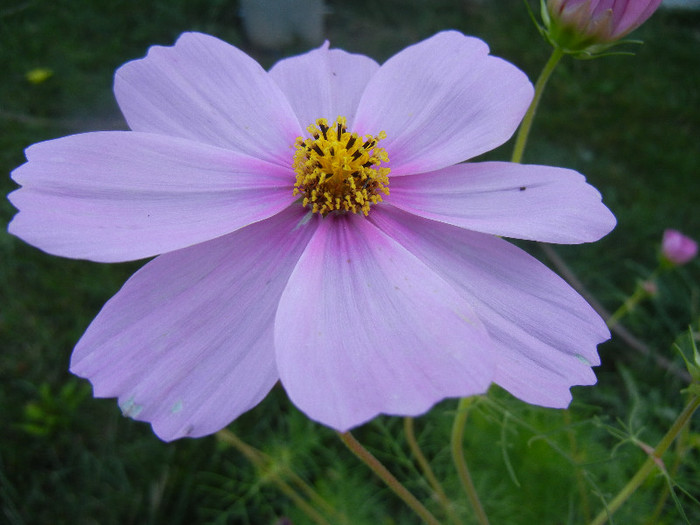 Cosmos bipinnatus Pink (2012, Sep.25)