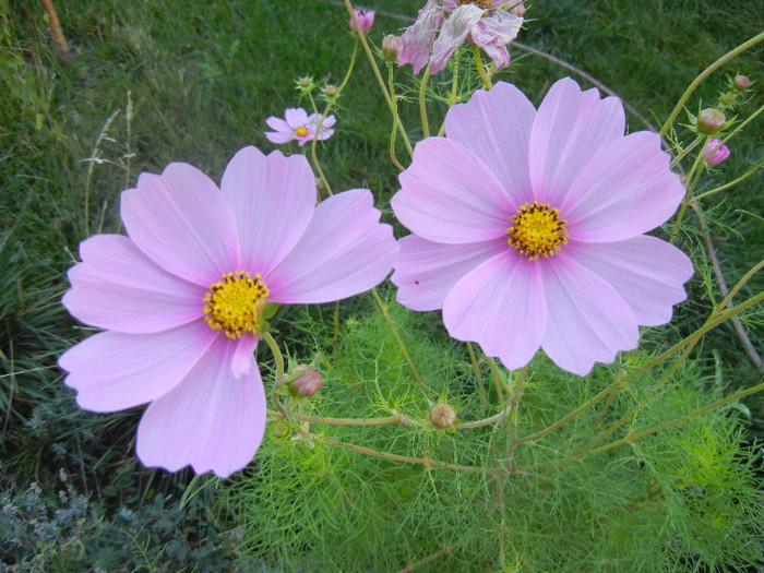 Cosmos bipinnatus Pink (2012, Sep.25) - Garden Cosmos Pink