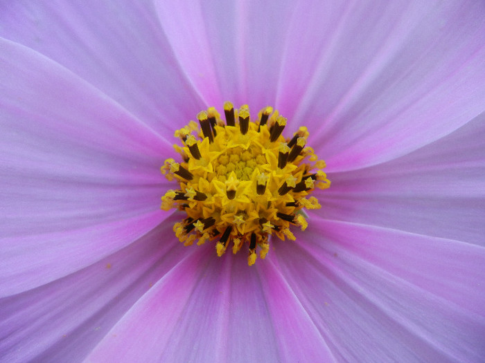 Cosmos bipinnatus Pink (2012, Sep.25)