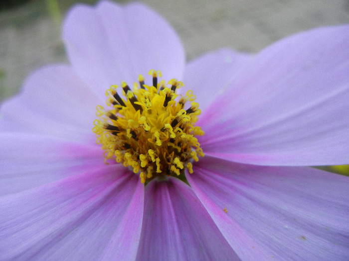 Cosmos bipinnatus Pink (2012, Sep.25) - Garden Cosmos Pink