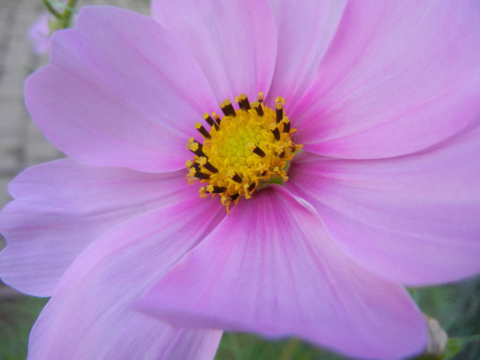 Cosmos bipinnatus Pink (2012, Sep.25) - Garden Cosmos Pink