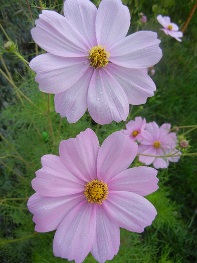 Cosmos bipinnatus Pink (2012, Sep.30) - Garden Cosmos Pink