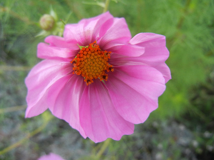 Cosmos bipinnatus Pink (2012, Sep.30) - Garden Cosmos Pink