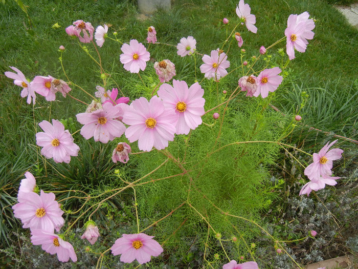 Cosmos bipinnatus Pink (2012, Oct.03) - Garden Cosmos Pink