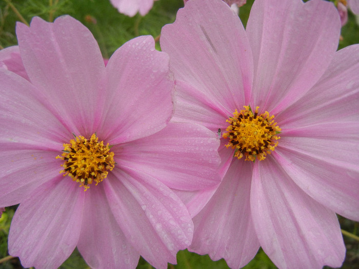 Cosmos bipinnatus Pink (2012, Oct.03) - Garden Cosmos Pink