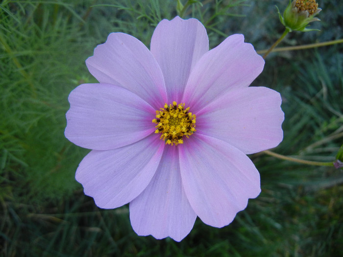 Cosmos bipinnatus Pink (2012, Oct.10) - Garden Cosmos Pink