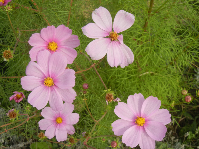 Cosmos bipinnatus Pink (2012, Oct.10) - Garden Cosmos Pink