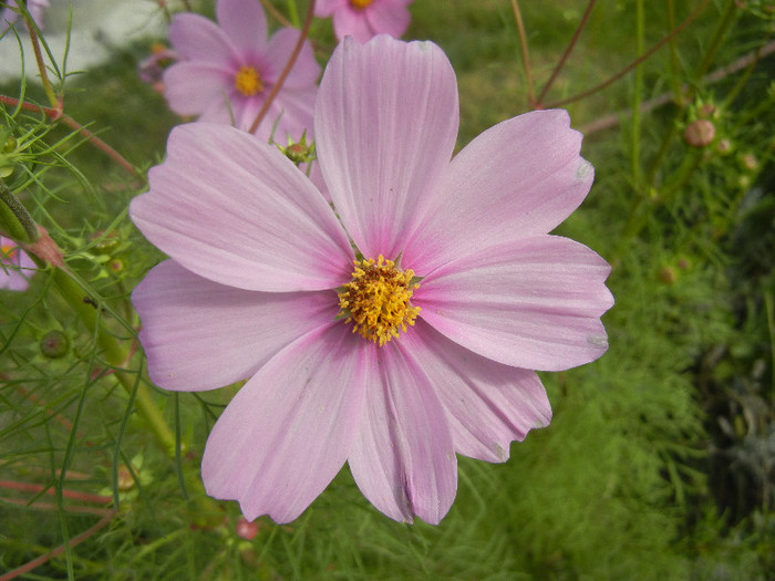 Cosmos bipinnatus Pink (2012, Oct.11) - Garden Cosmos Pink