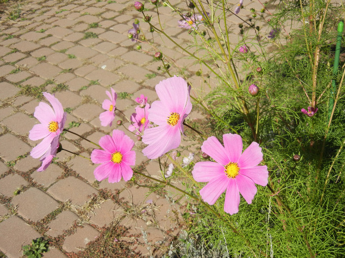 Cosmos bipinnatus Pink (2012, Oct.18) - Garden Cosmos Pink