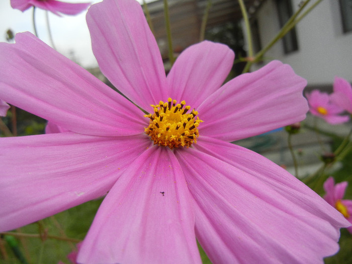Cosmos bipinnatus Pink (2012, Oct.21) - Garden Cosmos Pink