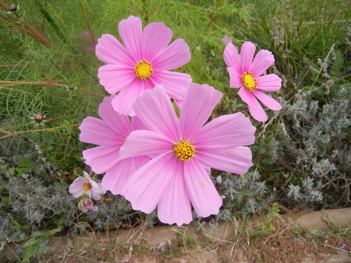 Cosmos bipinnatus Pink (2012, Oct.21) - Garden Cosmos Pink