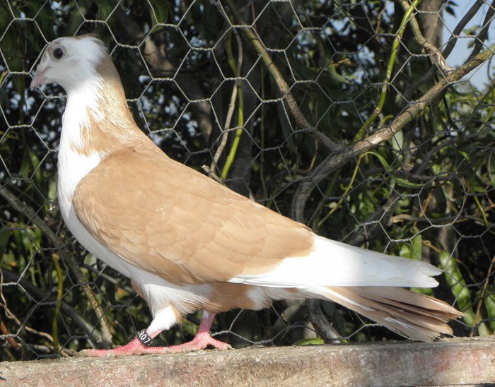 18g(f.2011)-vandut