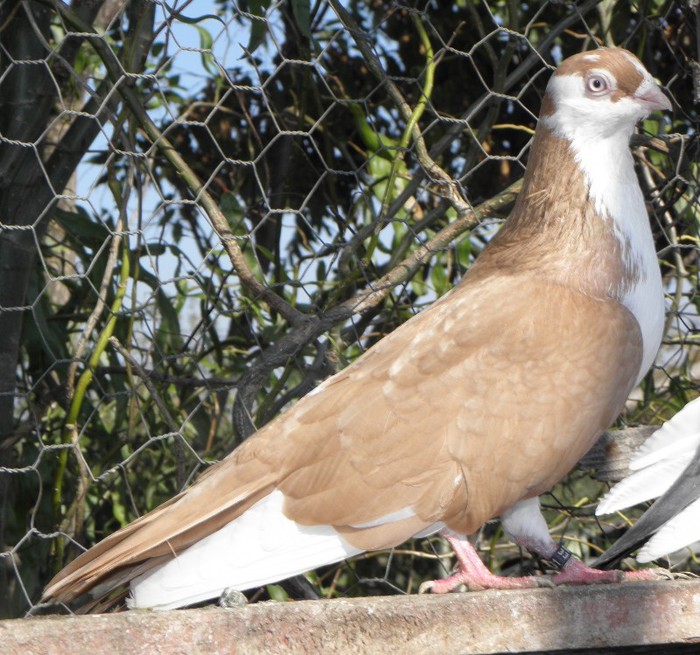 19g(m.2011)-vandut