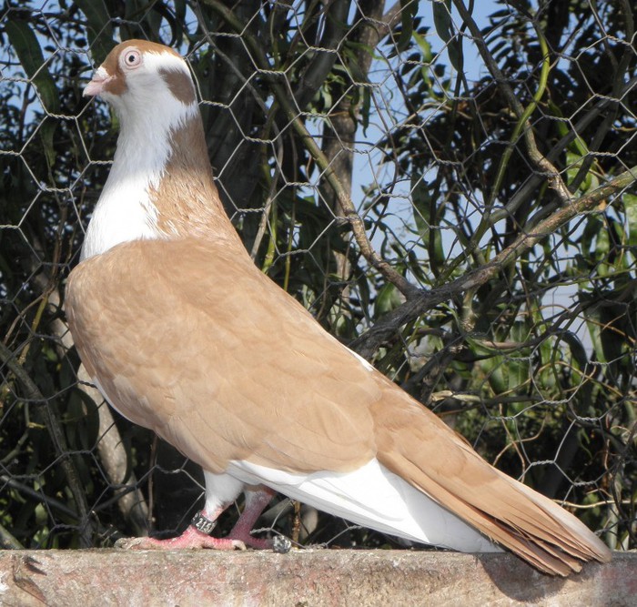 19g(m.2011)-vandut