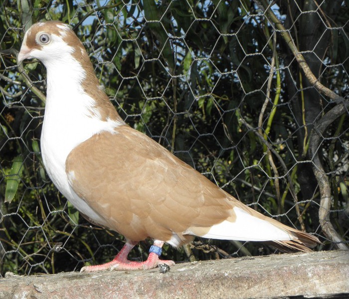 20g(m.2012)-vandut
