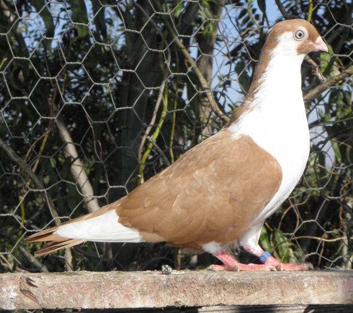 20g(m.2012)-vandut
