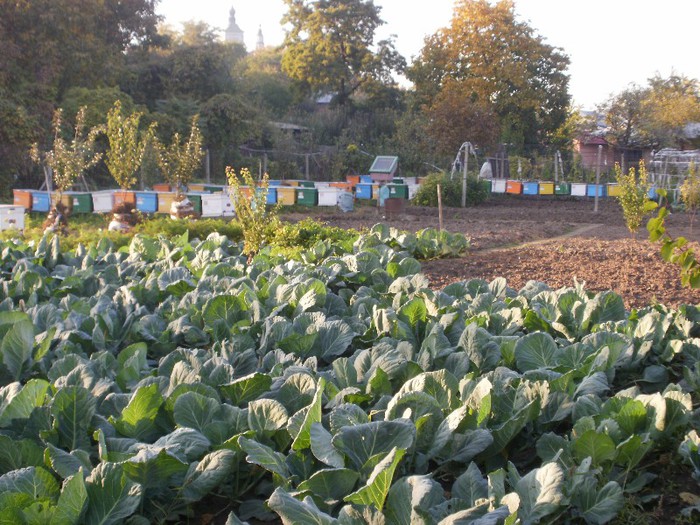 PA140255 - Vatra 10_2012