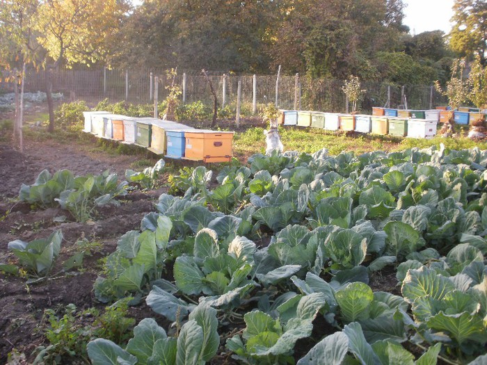 PA140256 - Vatra 10_2012